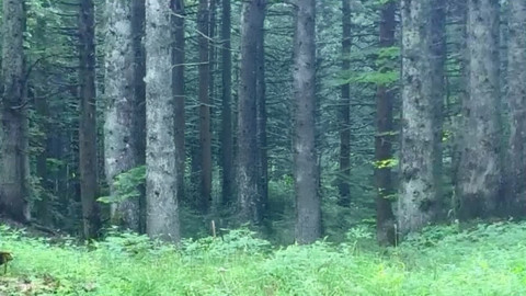 Bursa’da Afrika'nın tek türü olarak bilinen o hayvan tüm ihtişamıyla ormanın derinliklerinde fotokapanla görüntülendi