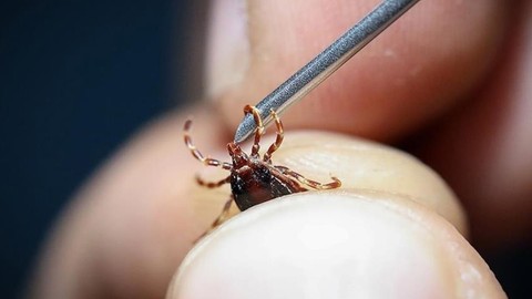 Kâbus sürüyor! Sivas'ta keneden ölenlerin sayısı 11'e yükseldi