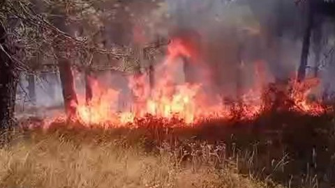 Pendik Aydos Ormanı'nda korkutan yangın!