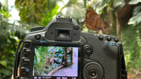 Konya Tropikal Kelebek Bahçesi 3,7 milyon ziyaretçiyi ağırladı