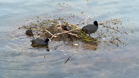 Adana’da Seyhan Nehri'nde tutunacak yer bulamayan kuşlar suyun üzerine yuva yaptı