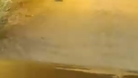 Elazığ’da nesli tehlike altındaki hayvan köy yolunda ortaya çıktı. Bir daha görülmesi çok zor
