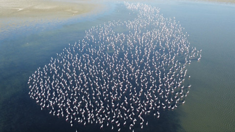 Yozgat Gelingüllü Barajı’nda binlerce flamingo ve pelikan gökyüzünü süslüyor