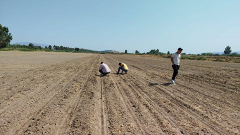Söke’de pamuk ve ayçiçeği tarlalarında zararlı kontrolü ve çiftçi bilgilendirmesi yapıldı