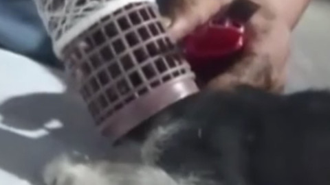 Sesini duyurmaya çalışmaktan bitkin düşen kedinin yardımına fabrika şefi koştu