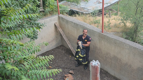 Erzincan’da sulama havuzuna düşen iki tilki kurtarılarak doğaya salındı