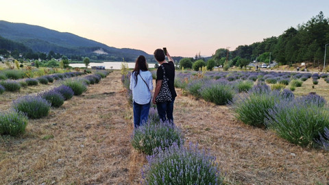 Kütahya Simav Gölcük Yaylası’ndaki lavanta bahçesi mor güzelliğiyle ziyaretçileri büyülüyor