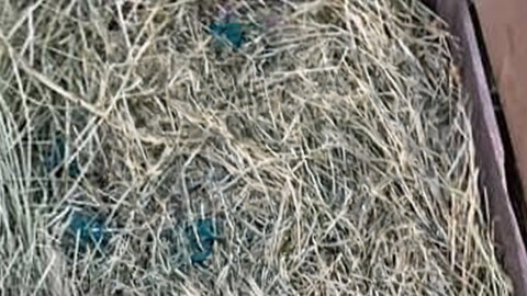 Muş'ta nesli tehlike altındaki hayvan köpek saldırısından son anda kurtarıldı