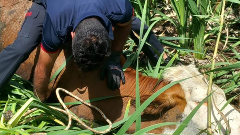 Muş’ta bataklığa saplanan 2 büyükbaş hayvan itfaiye ekiplerince kurtarıldı