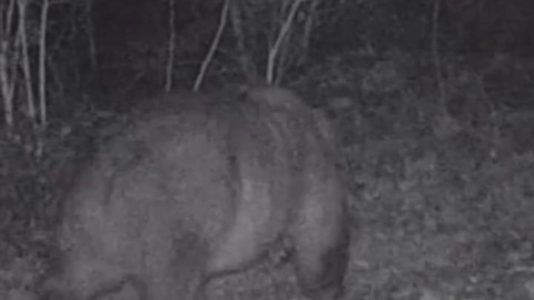 Küre Dağları Milli Parkı’nda 500 kiloluk, sağ kulağı olmayan hayvan fotokapanla görüntülendi