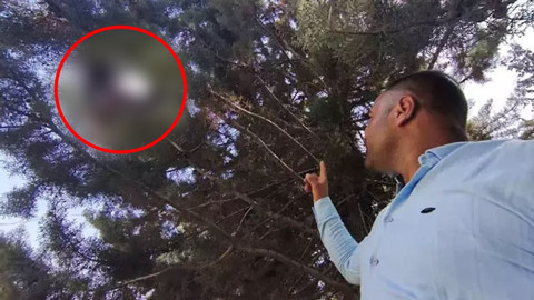 Gölgede serinlemek isterken dehşeti yaşadı! Antalya'da ağaç altında tüyler ürperten karşılaşma