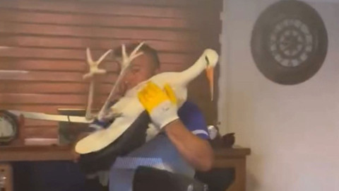 Bursa’da otoparka sığınan yaralı leyleği esnaf ofisine alıp besledi
