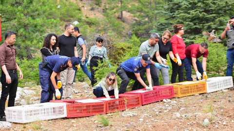 Adana’da, sayı duyan şaştı kaldı! Binlercesi suya, yüzlercesi toprağa bırakıldı