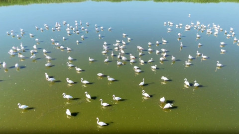 Afyonkarahisar’da kuraklık Eber Gölü’nü yuttu: Sular çekildi, flamingolar bataklığa kondu!