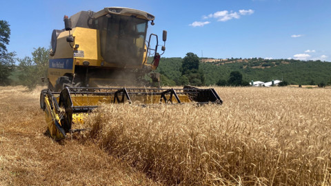 Samsun’un Kavak ilçesinde buğday tarlalarında hasat heyecanı başladı: Rekolte üreticiyi sevindirdi