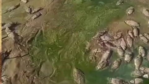 Şırnak’ın İdil ilçesinde 2 gölette debi düştü, toplu balık ölümleri yaşandı