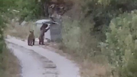 Tokat’ta aç kalan ayılar yiyecek bulmak için mahalledeki çöp konteynerlerini karıştırdı