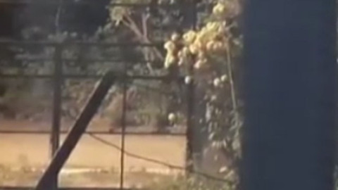 Elazığ’da domuz sürüsü yerleşim yerinde görüntülendi