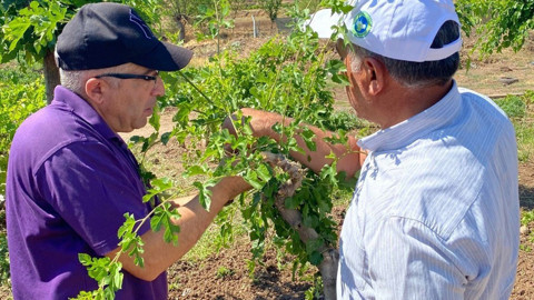 Elazığ’da ipek böceği yetiştiriciliği için dut ağaçlarına 300 göz aşısı yapıldı
