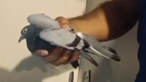 Batman’da binanın havalandırmasında mahsur kalan güvercin itfaiye ekiplerince kurtarıldı