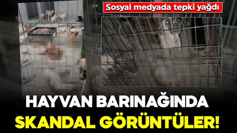 Hayvan barınağında skandal görüntüler! Sosyal medyada tepki yağdı
