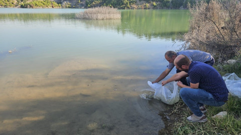 Yüzlercesi aynı anda suya bırakıldı. Bölgeye bırakılan canlılar için kritik uyarı da gecikmedi