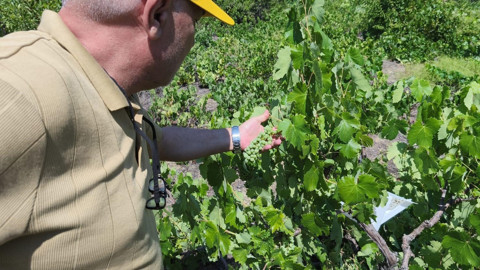 Konya’nın Beyşehir ilçesinde patates tarlalarında hastalık ve zararlı kontrolleri yapıldı