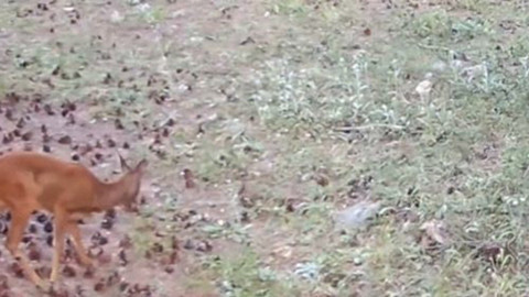 Fotokapanla görüntülendiler, Çankırı’da karaca ve kurt doğada kaydedildi
