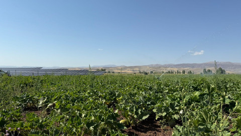 Erzincan Tercan’da çerezlik kabak üretimi artıyor, 100 dekarlık alanda kontroller yapıldı