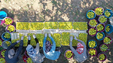 Aydın’da sabah ezanında başlayan incir mesaisi: Rekoltede düşüş, kalitede umut var