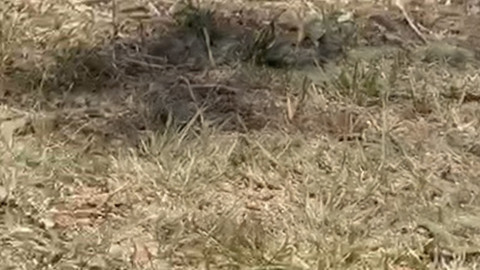 Aynı noktada yeniden ortaya çıktı, bu kez toprağı eşeledi, şaşkın bakışlarla çevresini süzdü