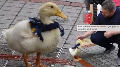 Kediye, köpeğe alışkındık… Şimdi mahallenin maskotu bir ördek! 'Çok şaşırdık'