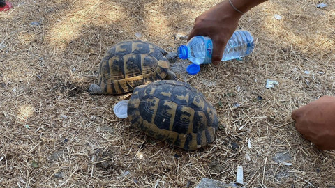 Yangından kurtarılan kaplumbağalar suyla serinledi: O anlar cep telefonuyla görüntülendi