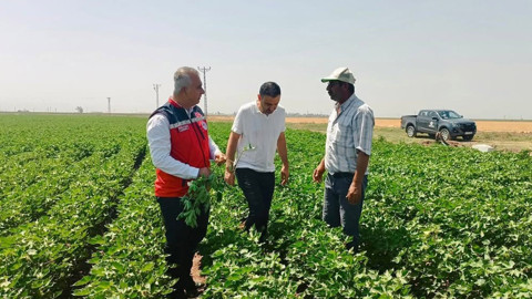 Hatay'da pamuk tarlaları hasada hazırlanıyor, İl Müdürü üreticilerle buluştu