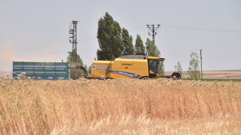 Bitlis Ahlat’ta 500 bin dekarlık alanda buğday hasadı sürüyor