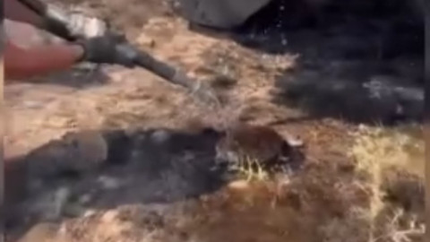 Küle dönen toprağın ortasında, bir yudum suyla geri dönen yaşam: Minik kirpi kurtarıldı.