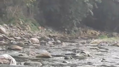 Düzce'de dereye inen hayvanları görenler gözlerine inanamadı, uzun süre insanlarla suyun içinde kaldılar