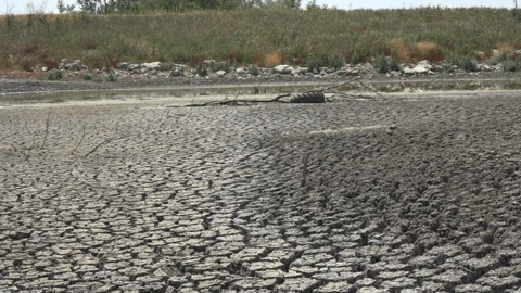 Kırklareli’nde su çekilince korkunç manzara ortaya çıktı, yüzlercesi kıyıya vurdu