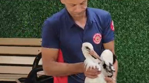 Tokat Erbaa’da verandadan düşen tek ayaklı leyleği itfaiye eri havada yakalayarak kurtardı