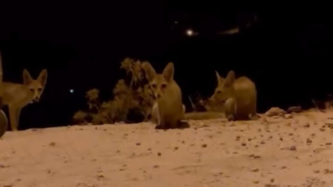 Antalya Kaş’ta yol kenarında ortaya çıkan tilki yavruları kraker ve bisküviyle beslendi