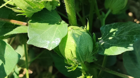 Didim'de pamuk ve ayçiçeği tarlaları kontrollerden geçti