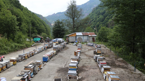 Sessiz vadide kapaklar kalktı, altın sarısı akış başladı. Ormanların derinliklerinden sofralara geliyor