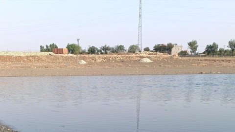 Mardin’de gölet kuruyunca kıyıya binlercesi vurdu, görüntüler endişe yarattı