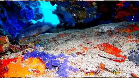 Hint kökenli istilacı 12 metrede ortaya çıktı, dikenleriyle yaklaşanı uzak tutuyor