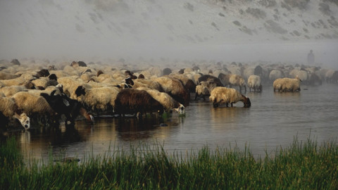 Nemrut Kalderası'nda binlerce küçükbaş hayvanın su yolculuğu görüntülendi
