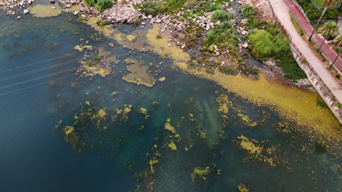 Adana'nın ortasındaki Seyhan Nehri yosunla kaplandı, vatandaşlar isyan etti