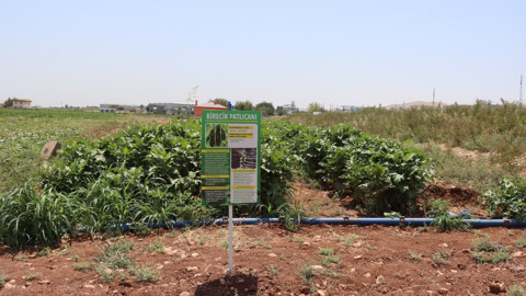 Şanlıurfa'da ata tohumlarıyla üretilen yerel sebzelerin hasadı tamamlandı