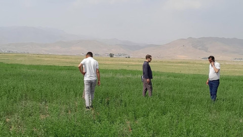 Yüksekova Ovası’nda yem bitkileri arazileri denetlendi, verimlilik için yerinde tespit yapıldı