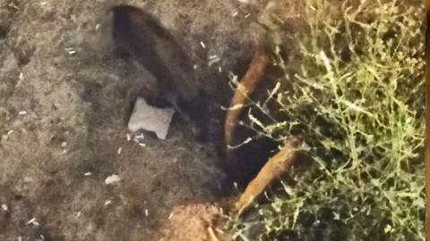 Mersin’de domuzlar sıfır rakıma kadar indi, tatil sitesinde çöp karıştırdılar