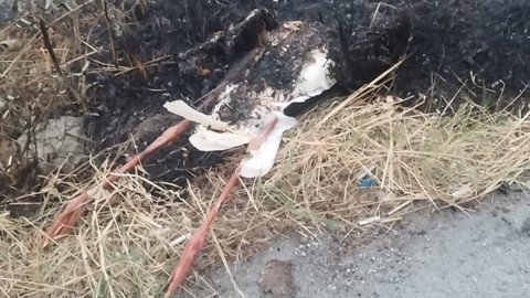 Büyükçekmece'de trafo yangını! 2 leylek telef oldu
